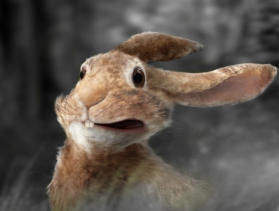 Rabbit 3d